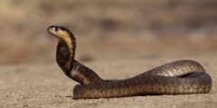 Reptilien: Überfahrene Schlange entpuppt sich als neue Art